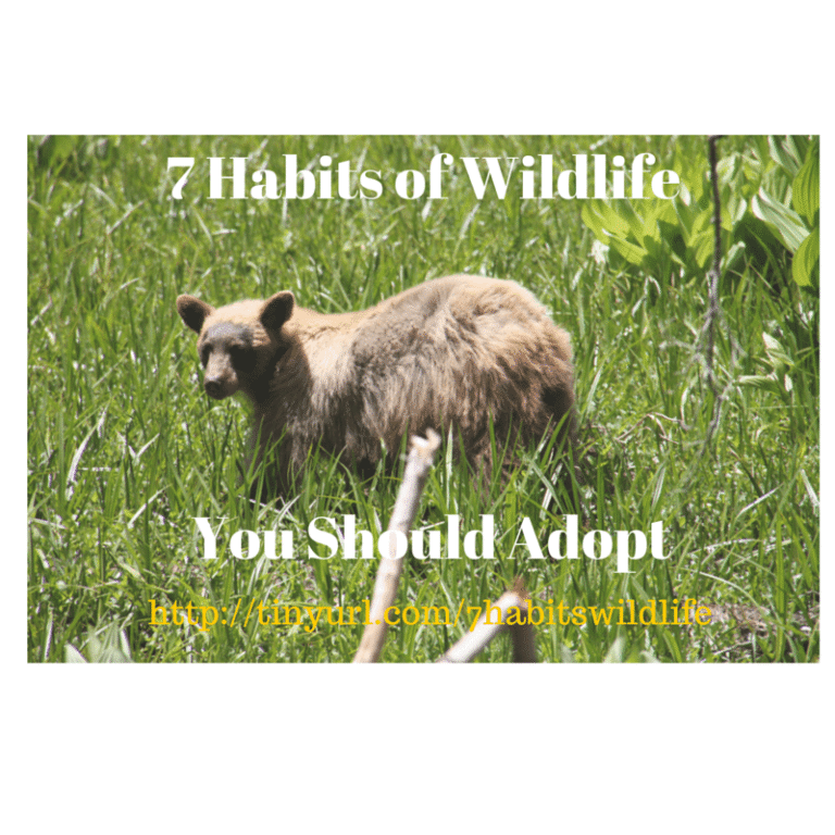 7 Habits of Highly Effective Wildlife