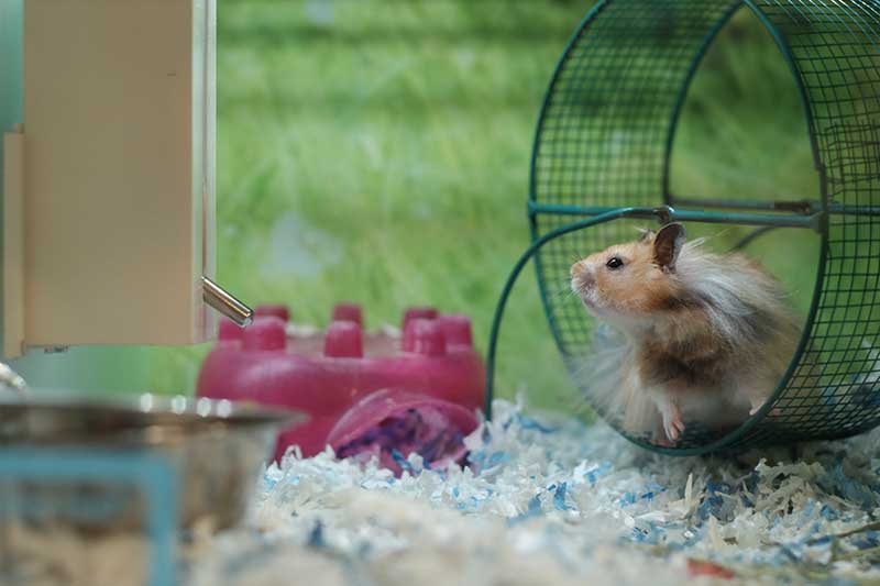 Hamster Wheel