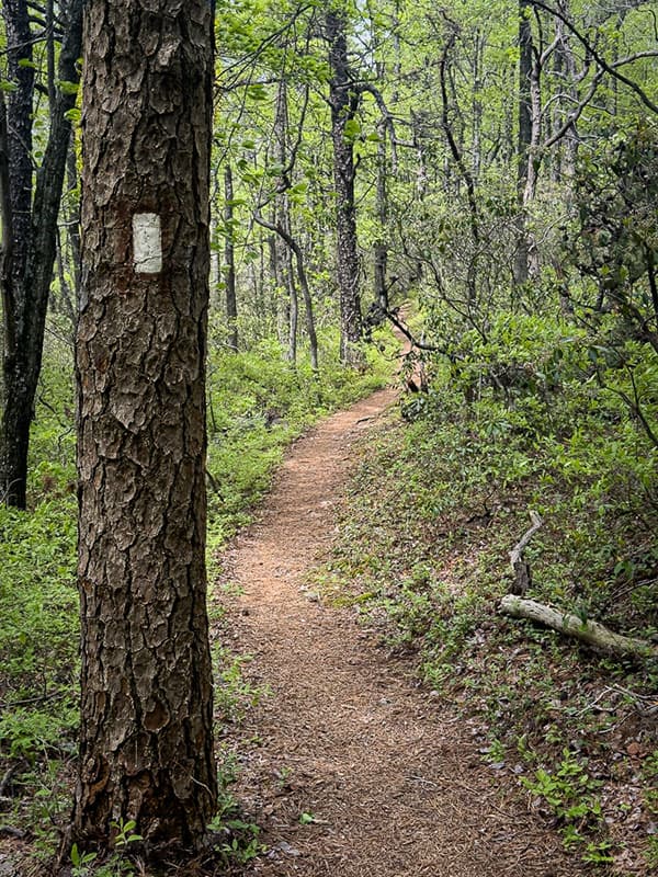 Path through the woods with a trail marker on the Appalachian Trail